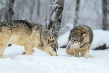 Wolves (Canis lupus) Step Up to Each Other in Frosty Woods Winter