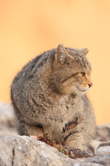 Euopean wildcat - felis silvestris silvestris - Gato mont&eacute;s europeo