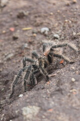 spider on the wall