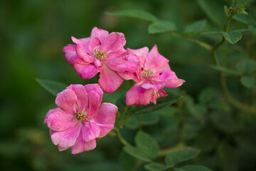 Pink Fucsia Wild flowers growing in a green plant on a park in Lima Peru