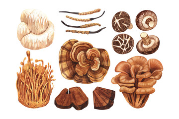 Watercolor medicinal mushroom set, adaptogenic plant. Hand-drawn illustration isolated on white background. Perfect concept for healthy chinese medicine popular superfood, design packing.