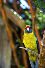Green rosella or Platycercus caledonicus is a parrot from Australia