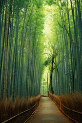 Pathway in a green bamboo forest in Japan - 591292546