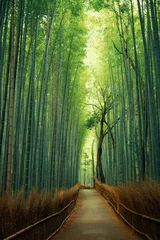 Keuken foto achterwand Bosweg Pathway in a green bamboo forest in Japan