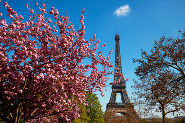 Cherry blossom flowers in full bloom with Eiffel tower in the background. Paris, France