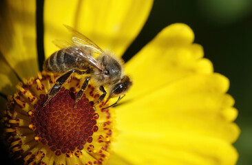 A closeup of a honey bee feeding on a yellow and red flower in a summer garden. 
