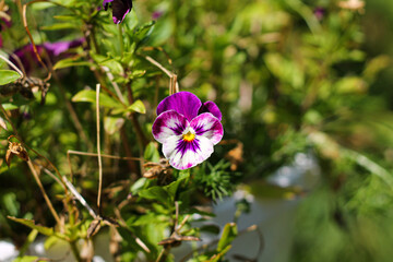 Purple Pansy In Grandma's Garden