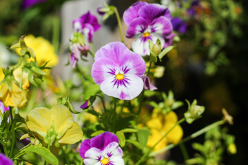 Purple Pansies From Grandma's Garden