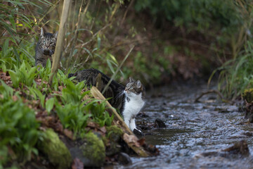 2 Katzen am Bach