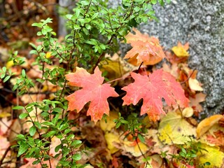 Utah leaves in the fall up the canyon