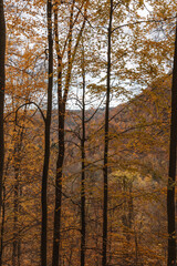 trees in the forest