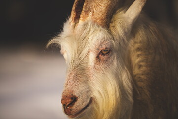 Fototapeta premium Dairy goats on a small farm in Ontario, Canada. Farming and agriculture in North America.