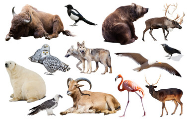 Set of bear and other european animals. Isolated on white background with shade © JackF