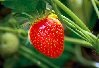 strawberry fraise macro gros plan