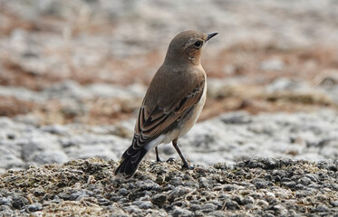 A northern wheatear bird standing on stony ground. 