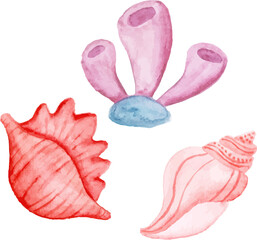 set of seashells beach illustration