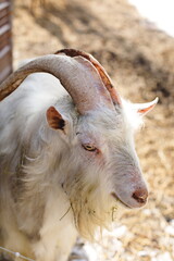 Dairy goats on a small farm in Ontario, Canada. Farming and agriculture in North America.
