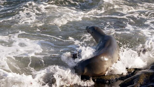 Wildlife; California Sea Lion on a rock n Super Slow Motion 4K 120fps