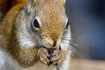 A closeup of a squirrel's face as he eats a seed. Focus on his eye. Shallow depth of field.