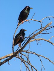 Two starlings on the branches
