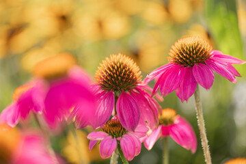 Obraz premium Coneflowers (Echinacea) with pink petals in full bloom in front of others in blurred foreground and background