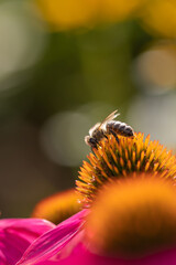A bumblebee (bombus) harvesting pollen on a coneflower (echinacea) with pink petals