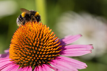 A bumblebee (bombus) harvesting pollen on a coneflower (echinacea) with pink petals