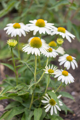 Garden view at coneflowers (echinacea) with white petals in full bloom