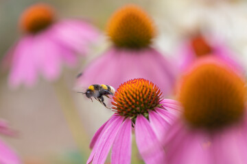 A bumblebee (bombus) flying away from a coneflower (echinacea) with pink petals after harvesting pollen
