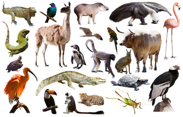 Set of South American animals. Isolated over white background