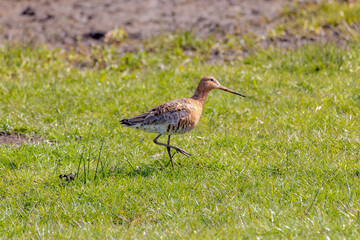 The black-tailed godwit walking on green grass meadow in its natural habitat, Limosa limosa (Grutto) is a large, long-legged, long-billed shorebird, It is a Godwit genus, Living out naturally bird.