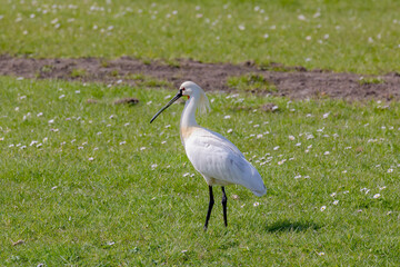 The Eurasian spoonbill (Lepelaar) walking on green grass meadow, Common spoonbill in its natural habitat, A wading bird of the ibis and spoonbill family Threskiornithidae, Living out naturally bird.