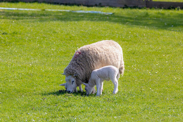 Selective focus of mother sheep and newborn baby nibbling fresh grass on the green meadow in spring...