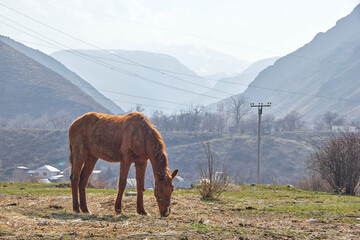 a young horse eats grass on the background of a mountain