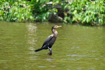 Close up cormorant phalacrocoracidae bird with greenish blue eyes standing tree trunk on the water. Green water bird wallpaper background. Selective focus of bird. Open space area.