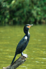 Close up cormorant phalacrocoracidae bird with greenish blue eyes standing tree trunk on the water. Green water bird wallpaper background. Selective focus of bird. Open space area.