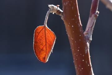 Leaf in winter