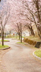 a. The cherry blossoms are very charming