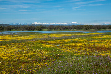 Spring Flowers in Bloom in Payne's Creek Wetlands with Trinity Mountains in Distance
