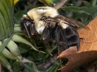 Macro of a spring Queen bumble bee (Bombus impatiens) waking up from winter hibernation.  Long...