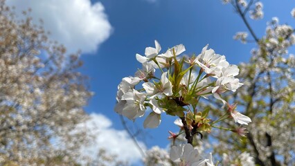 桜