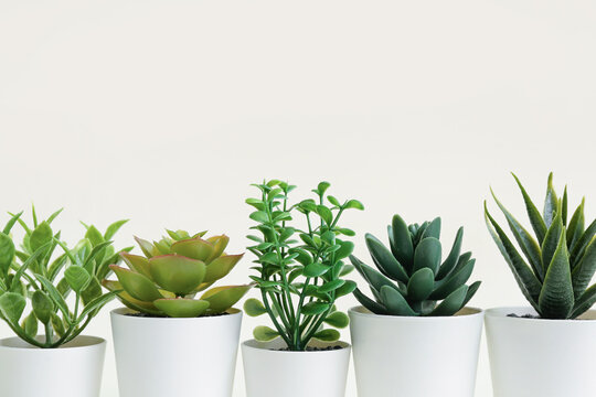 Artificial Plants On White Background