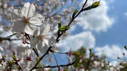 桜