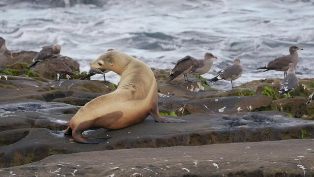 Wildlife; California Sea Lion on a rock n Super Slow Motion 4K 120fps