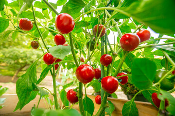 Red bell pepper round.Red peppercorns on a green bush in a summer garden.Farm fresh bio vegetables growing. Vegetable growing in the summer season.Bottom view. 