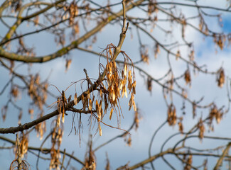 Spring background with branches of Pennsylvania Ash 'Cimmzam'. Twigs of an ash tree with April's spring buds and last year's samara fruits, winged aphid. Wallpaper.