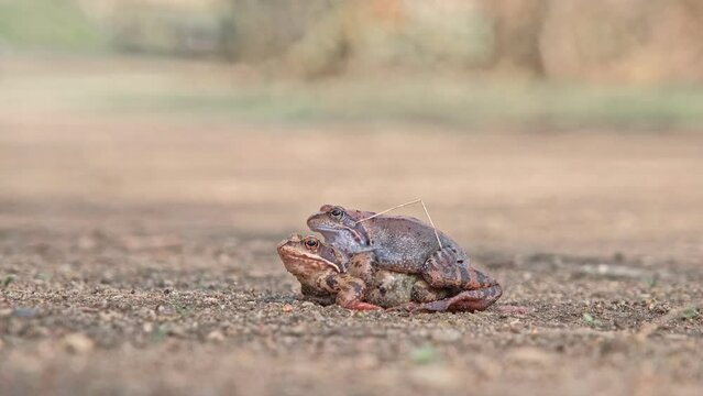 Pair of European Common Toad Frog Mating Amplexus during Breeding Season in City Park Alley