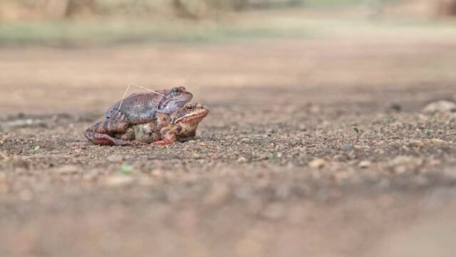 Pair of European Common Toad Frog Mating Amplexus during Breeding Season in City Park Alley