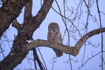 Great Gray Owl portrait at night on dark blue sky