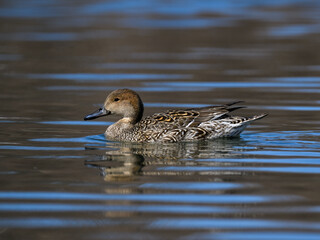 Female Northern Pintail swimming in dark water